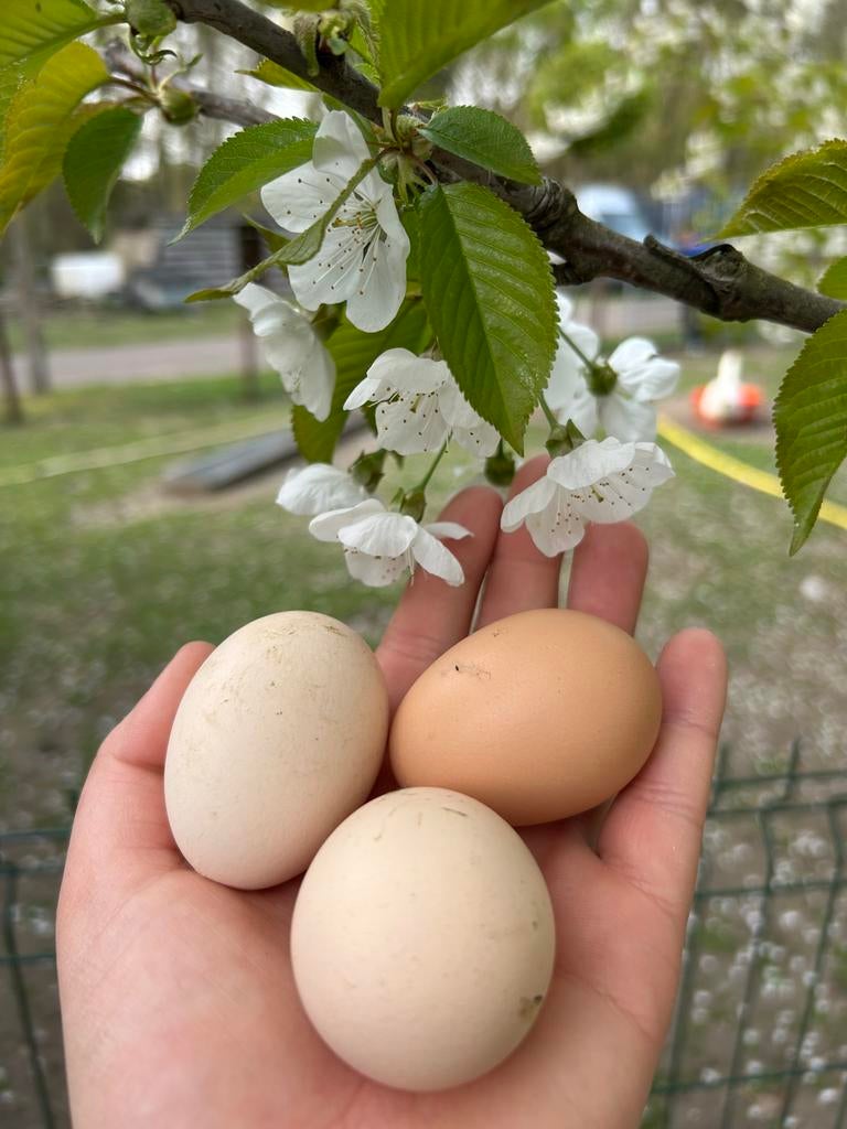 Œufs à incuber Brahma ~ PUREBRED, Animaux & Accessoires, Volatiles, Poule ou poulet