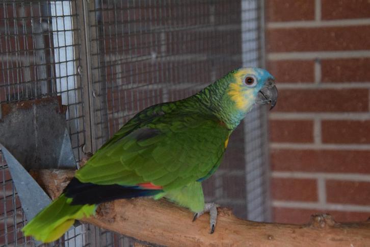 Blauwvoorhoofdamazone, Animaux & Accessoires, Oiseaux | Perruches & Perroquets, Perroquet, Femelle, Bagué