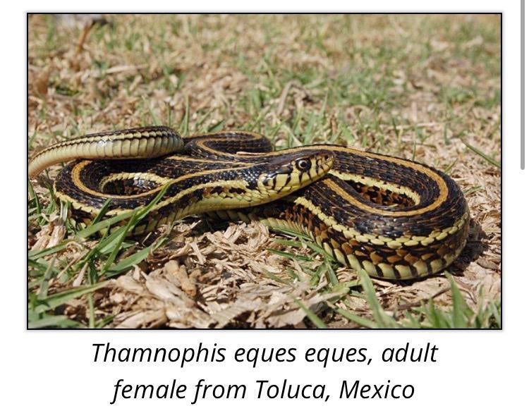 Groene kousebandslangen, Animaux & Accessoires, Reptiles & Amphibiens