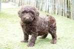 Prachtige kleine medium Chocobruine Labradoodle pup, Parvo, België, 8 tot 15 weken, Meerdere