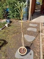 1 oleander met roze bloemen, Tuin en Terras, Planten | Bomen, Ophalen