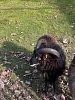 Soay schaap ram, Dieren en Toebehoren, Schaap