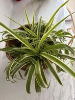 Gezonde kamerplant met het rietenbloempot als cadeau!!, Huis en Inrichting, Kamerplanten, Ophalen