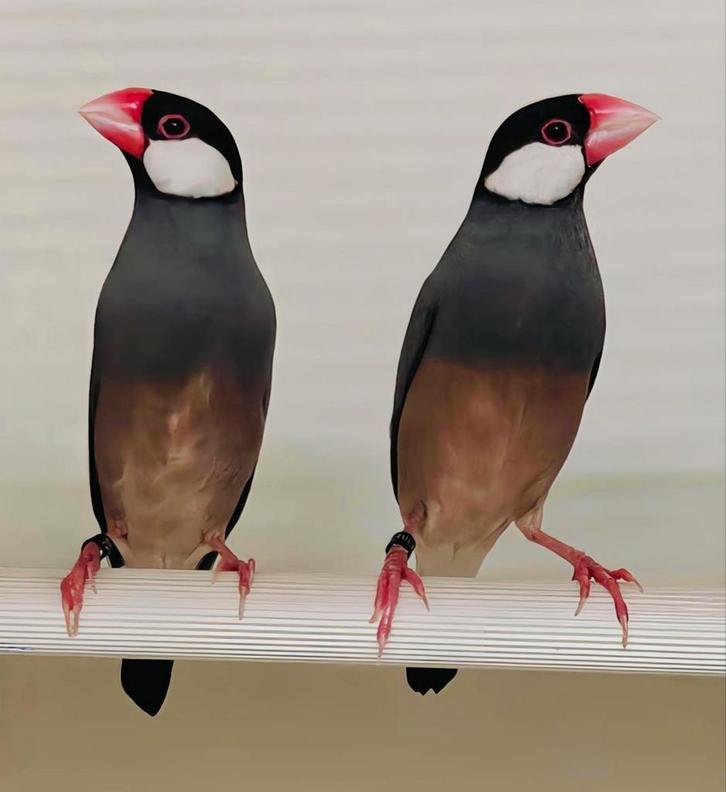 Rijstvogels / padda's, Animaux & Accessoires, Oiseaux | Oiseaux Autre, Oiseau tropical, Plusieurs animaux, Bagué