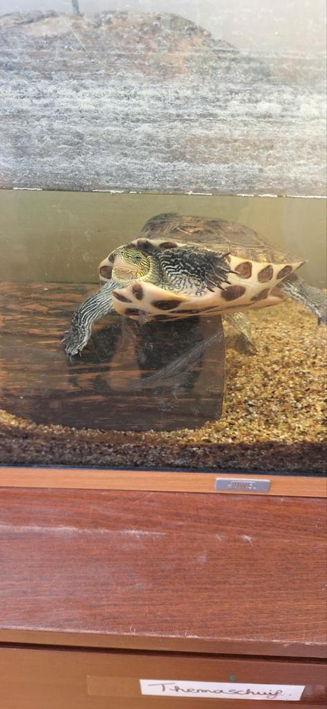 Waterschildpad te koop met 2 aquariums, Dieren en Toebehoren, Reptielen en Amfibieën, Schildpad