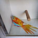 Turquoisine, Mâle, Perruche, Bagué