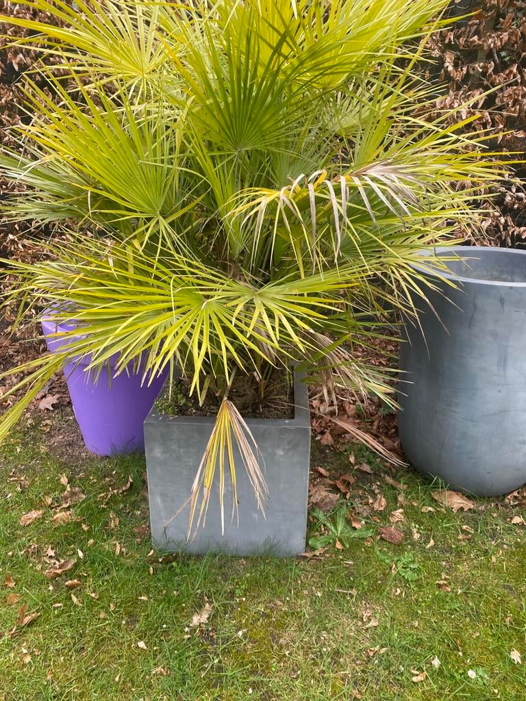 Winterharde palmboom met 2 potten, Tuin en Terras, Ophalen