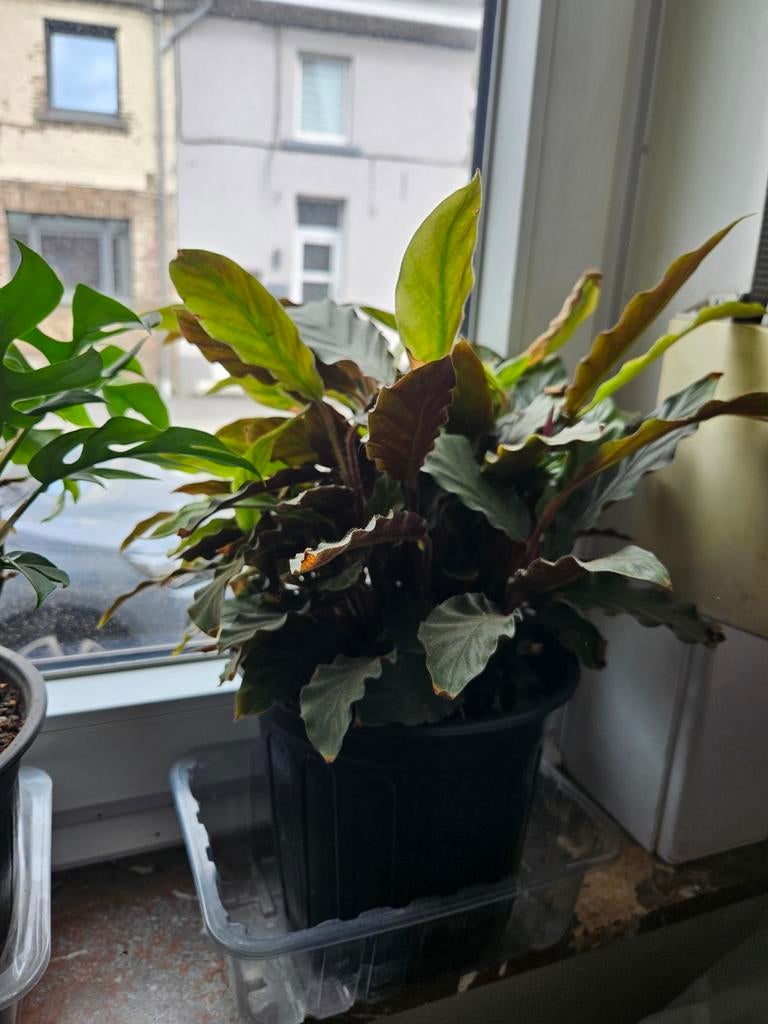 Lot de grandes plantes et petites magnifiques