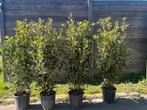 Quercus ilex (haagplant), Tuin en Terras, Planten | Bomen, Ophalen