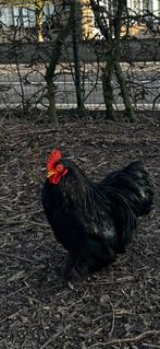 Jong prachtig haantje, Dieren en Toebehoren