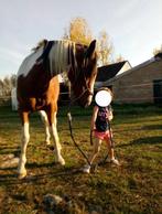 Une jument douce mais spéciale cherche un foyer, Animaux & Accessoires, Chevaux, 11 ans ou plus, Débourré, Avec puce électronique