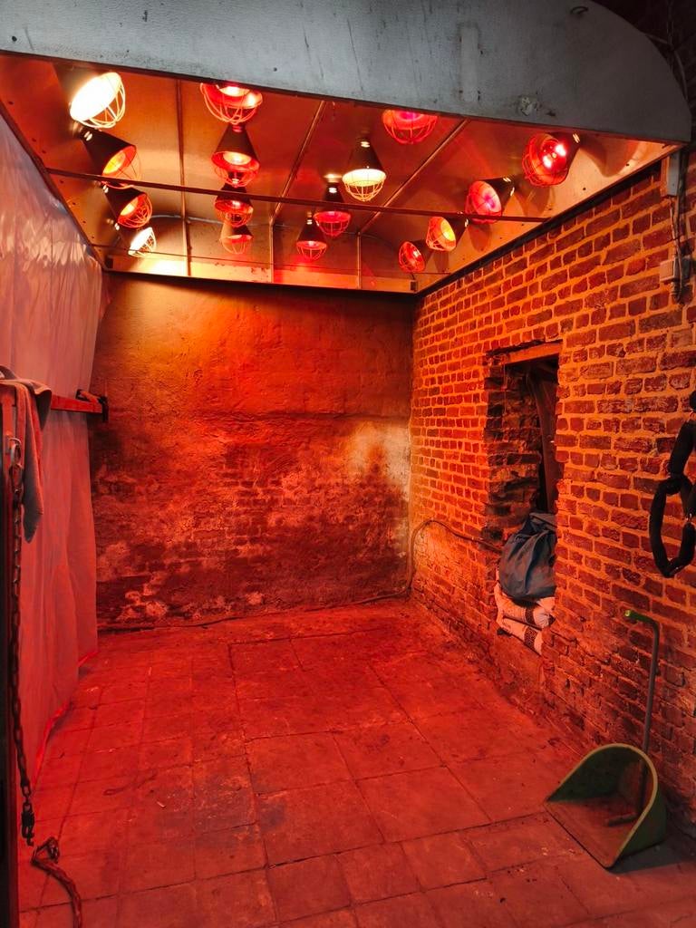 Stallen met weidegang te huur ., Animaux & Accessoires, Box & Pâturages, Pâturage