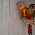 Pyrrhura molinae lutino man, Meerdere dieren, Parkiet, Geringd