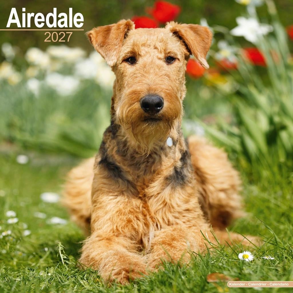 Calendrier Airedale Terrier 2027 en précommande, Divers, Calendriers, Neuf, Calendrier annuel, Envoi