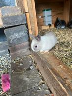 Dwergkonijntjes, Dieren en Toebehoren, Konijnen