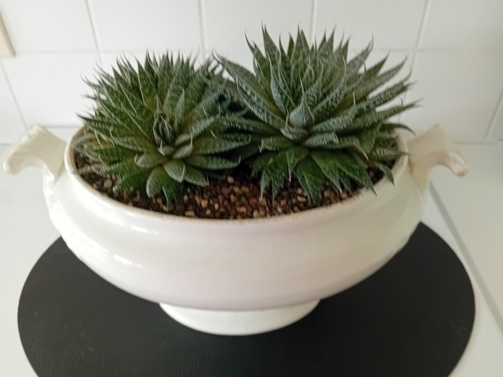 Smuk u terras,balkon,veranda op met deze schaal vetplanten., Maison & Meubles, Plantes d'intérieur, Plante succulente, En pot