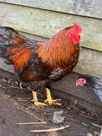 Wyandotte kriel rood zwartgezoomd 15€, Dieren en Toebehoren, Pluimvee