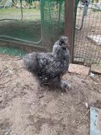 Zijdehoen haan, Dieren en Toebehoren, Pluimvee, Mannelijk, Kip