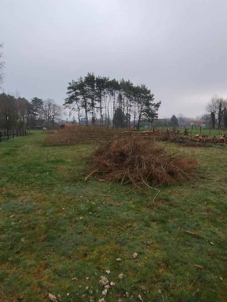 Gratis hout – kerstsparren (40 stuks), Tuin en Terras, Brandhout, Takken, Overige houtsoorten, Ophalen