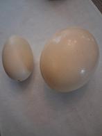 Œufs d'autruche, Enlèvement