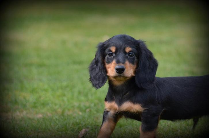 Teckel pups langhaar, Dieren en Toebehoren, Honden | Teckels en Dashonden, Reu, Langhaar, Fokker | Professioneel, Meerdere, België
