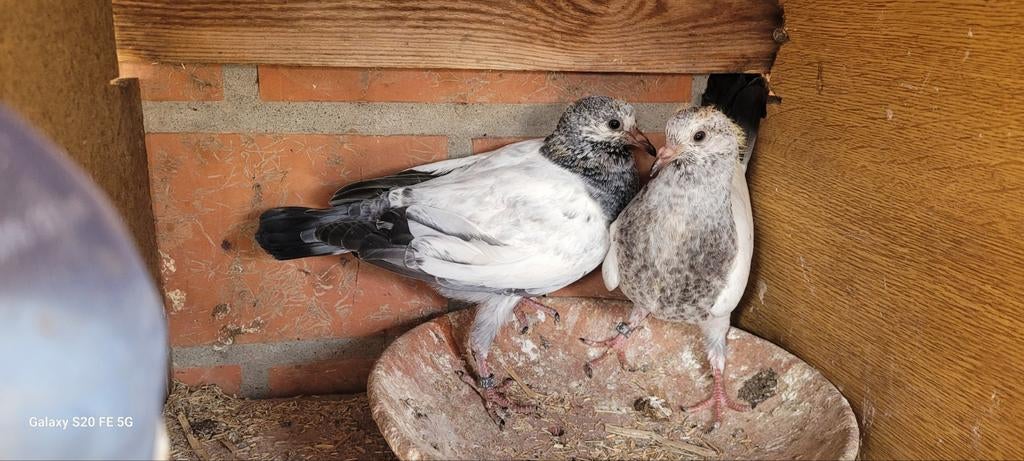 Pakistaanse hoogvliegers, Animaux & Accessoires, Oiseaux | Oiseaux Autre