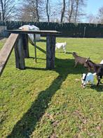 Dwergeitjes, Dieren en Toebehoren, Mannelijk, Geit, 0 tot 2 jaar