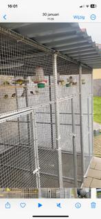 Fife Fancy, Mâle, Canari de posture