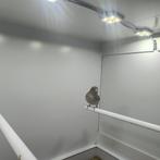 Koppel witstuit edelzanger