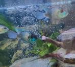 Cichliden, Dieren en Toebehoren, Ophalen