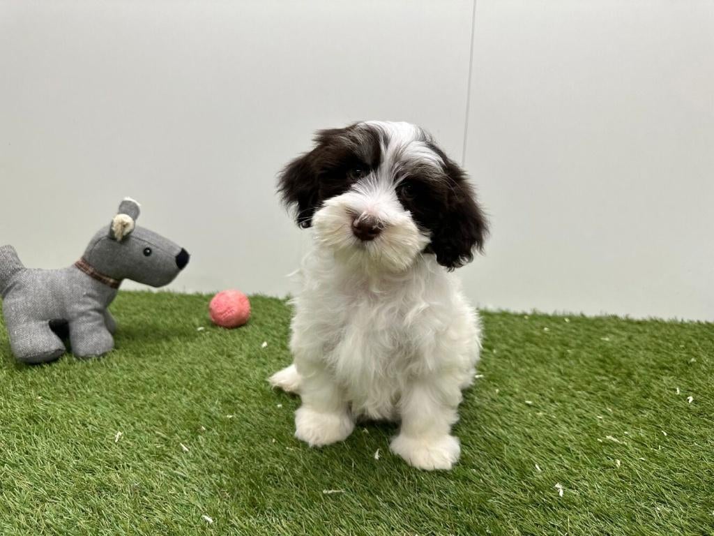 Chiots Bichon Havanais