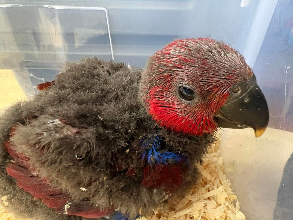 edelpapegaai pop, Femelle, Perroquet, Domestique