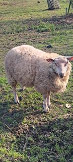 Schaap, Dieren en Toebehoren, Mannelijk, Schaap, 0 tot 2 jaar