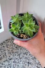 Echeveria vetplantjes, Maison & Meubles, Plantes d'intérieur, Enlèvement, Plante succulente