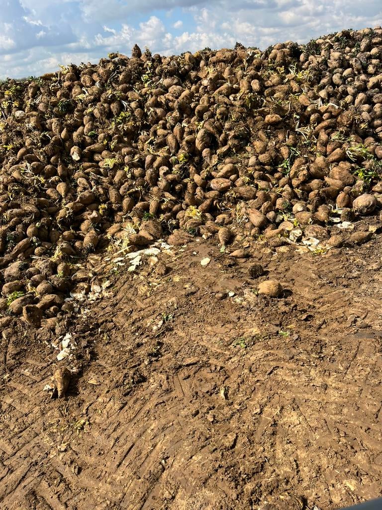 Voederbieten, Ophalen