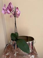 Siercachepot verzilverd ideaal voor 2 orchidee planten, Tuin en Terras, Bloempotten, Ophalen, Gebruikt