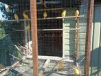Mooie kanaries te koop eigen kweek, Dieren en Toebehoren, Vogels | Kanaries, Kleurkanarie