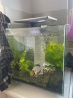 Aquarium qube 60, Ophalen, Zo goed als nieuw