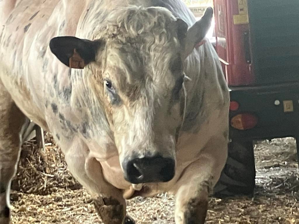 Dekstier. Megawatt, Animaux & Accessoires, Bovins