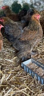 Kuikens brahma, Dieren en Toebehoren, Pluimvee, Geslacht onbekend, Kip