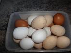 CONSUMPTIE EIEREN VAN BUITENLOPERS 60ST/€ 12,00, Dieren en Toebehoren, Pluimvee, Meerdere dieren, Kip