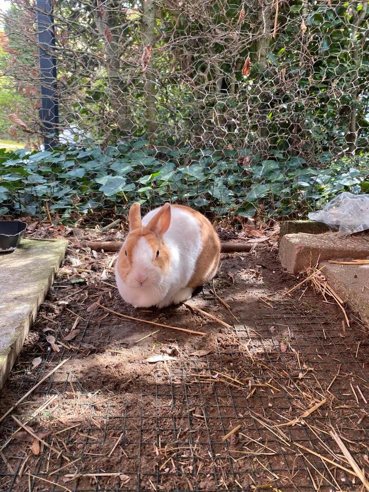 Konijn (gecastreerde ram) zoekt nieuwe thuis, Animaux & Accessoires, Lapins, Petit, Mâle, 3 à 5 ans