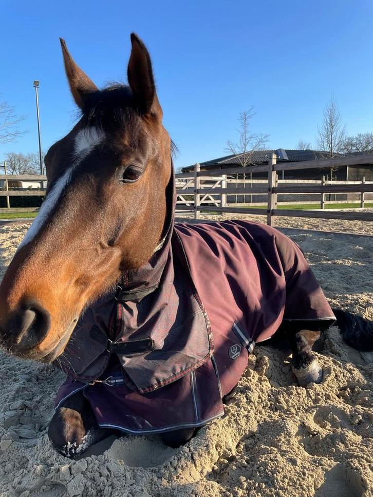 9-jarige ruin, Animaux & Accessoires, Chevaux, Hongre, 175 cm ou plus, 7 à 10 ans, Cheval de récréation, Avec pedigree, Avec puce électronique