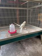 Crèmekleurige kakariki man, Dieren en Toebehoren