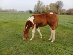 POULAIN 1 a PAINT HORSE, Animaux & Accessoires, L