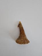 dent de poisson-scie, Envoi