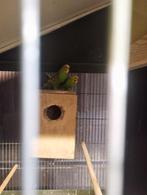 Koppel groene grasparkieten zie foto, Dieren en Toebehoren