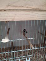 Spitsstaartamadine, Dieren en Toebehoren, Geringd