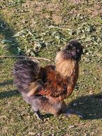 3 mooie zijdehoender haantjes, Dieren en Toebehoren, Pluimvee, Mannelijk, Kip