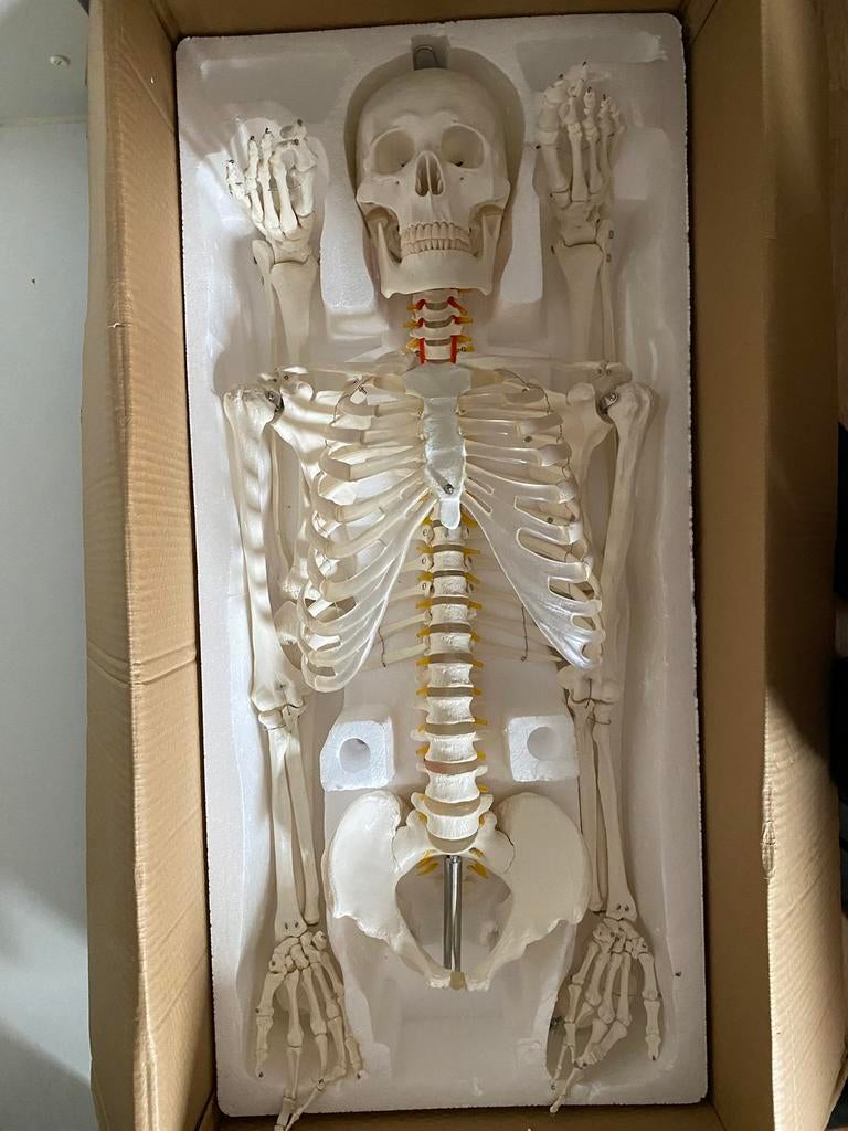 Levensgroot skelet, Diversen, Ophalen, Zo goed als nieuw